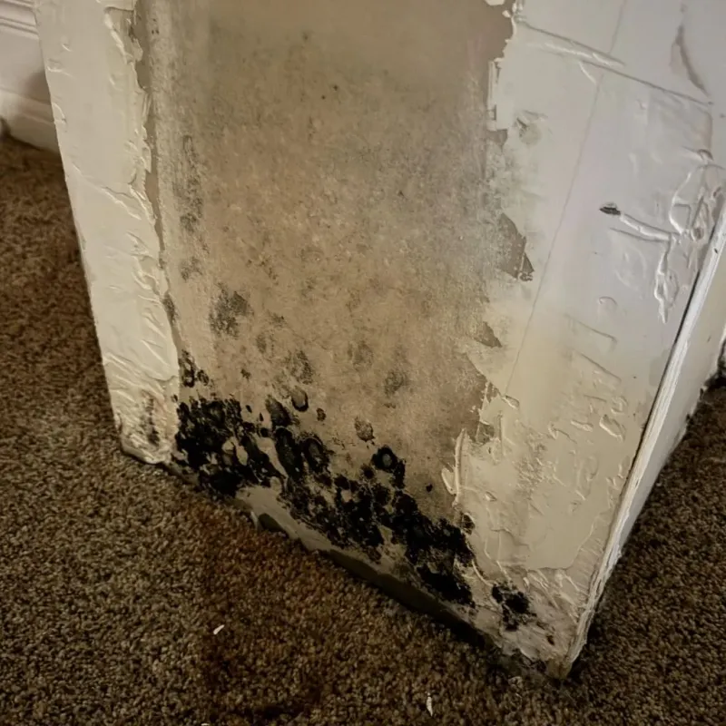 Professional Mold Removal in Caldwell County, MO